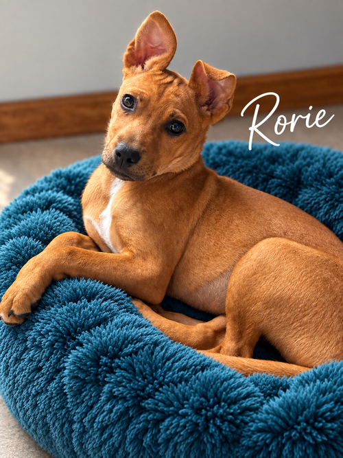 Rorie (f), a dog for adoption from Proverbs 12:10 Animal Rescue