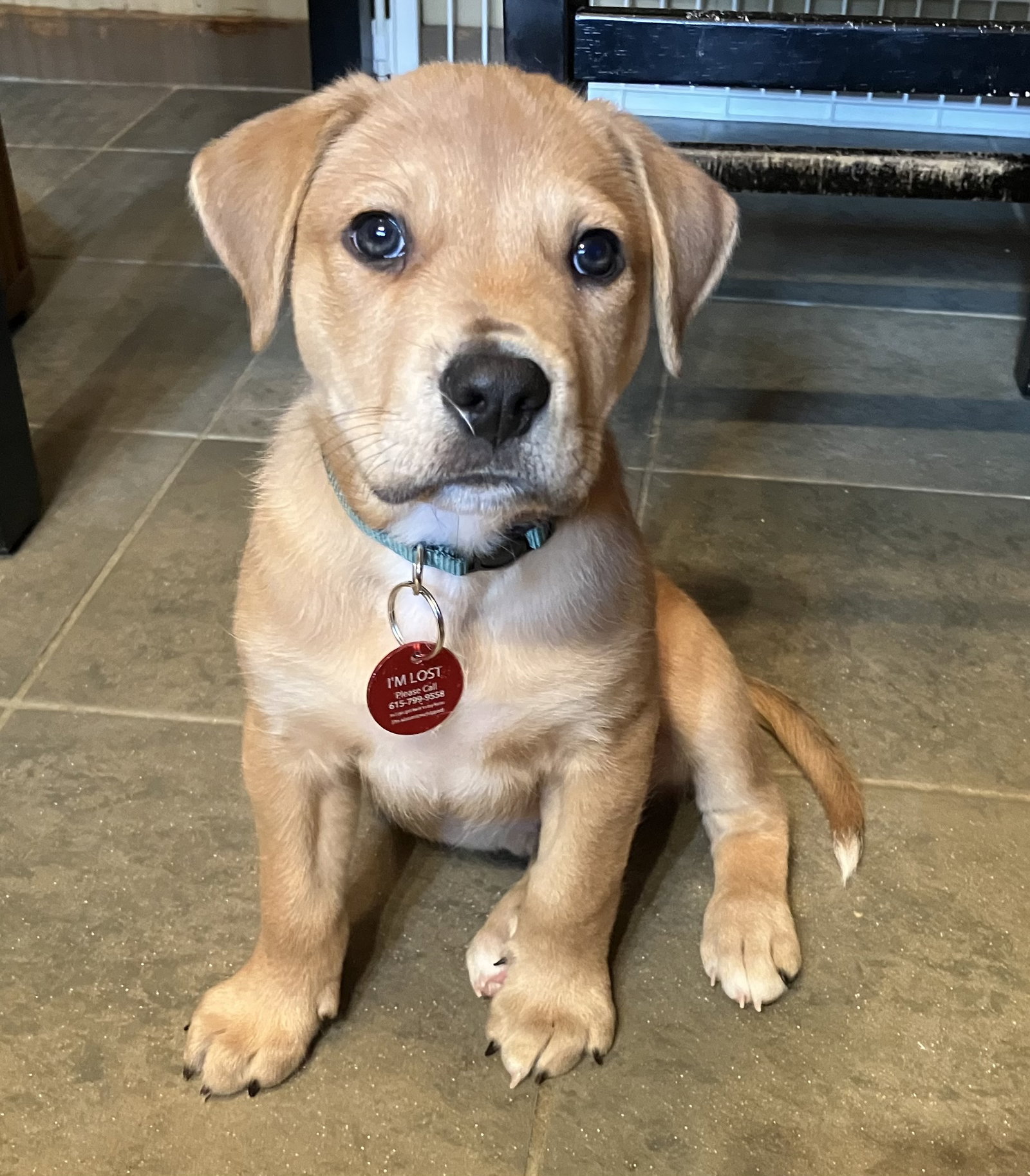 Iron Man, Golden Retriever