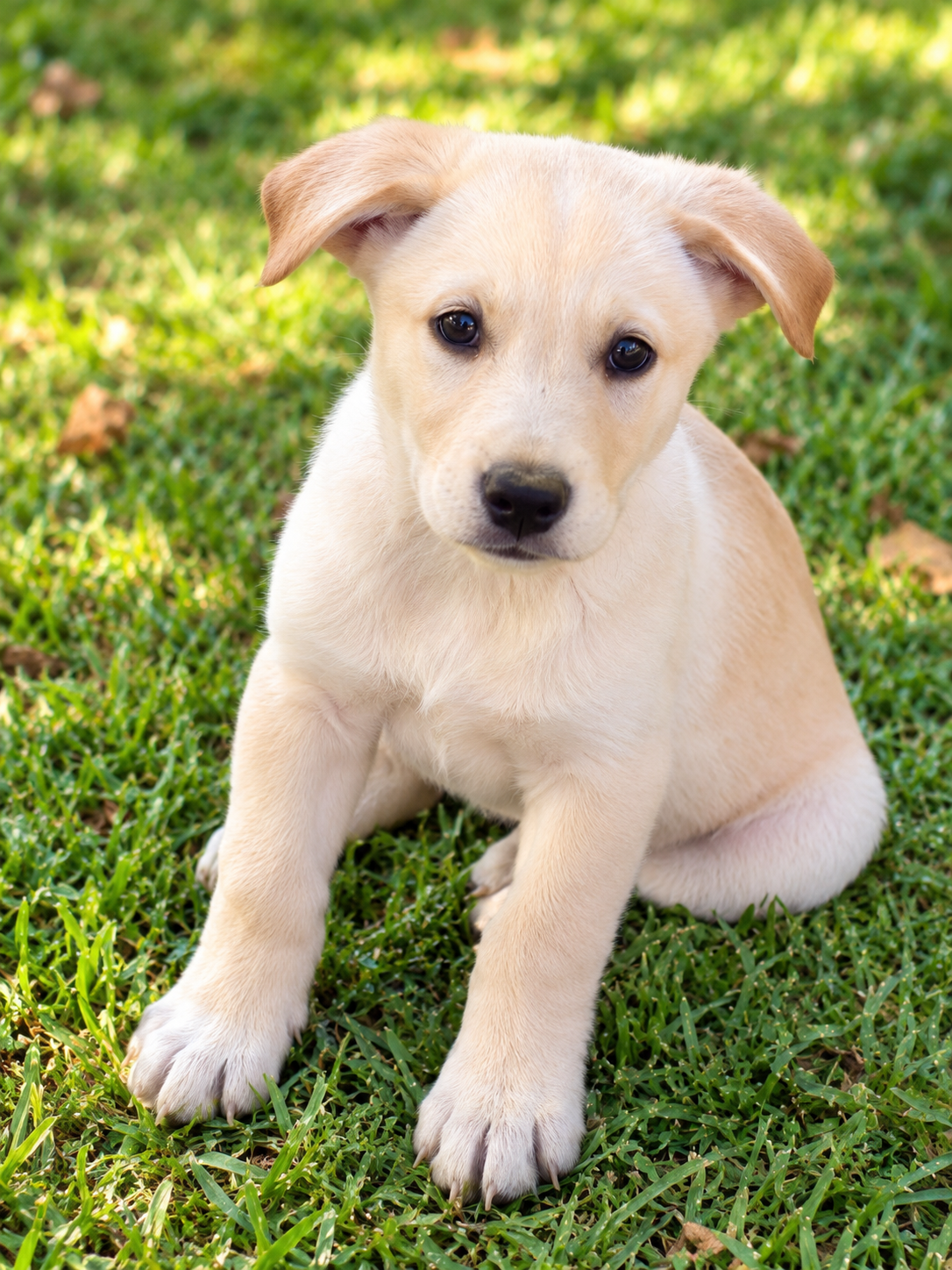 Captain America, Golden Retriever