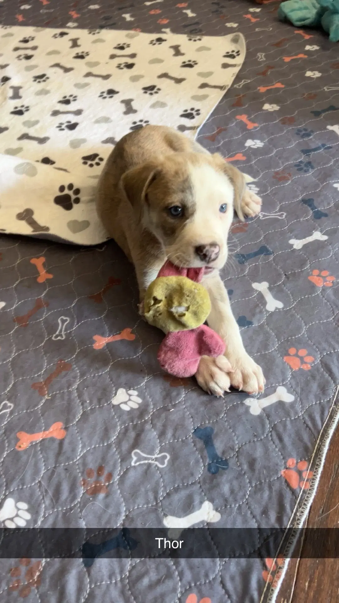 Thor - Golden Retriever