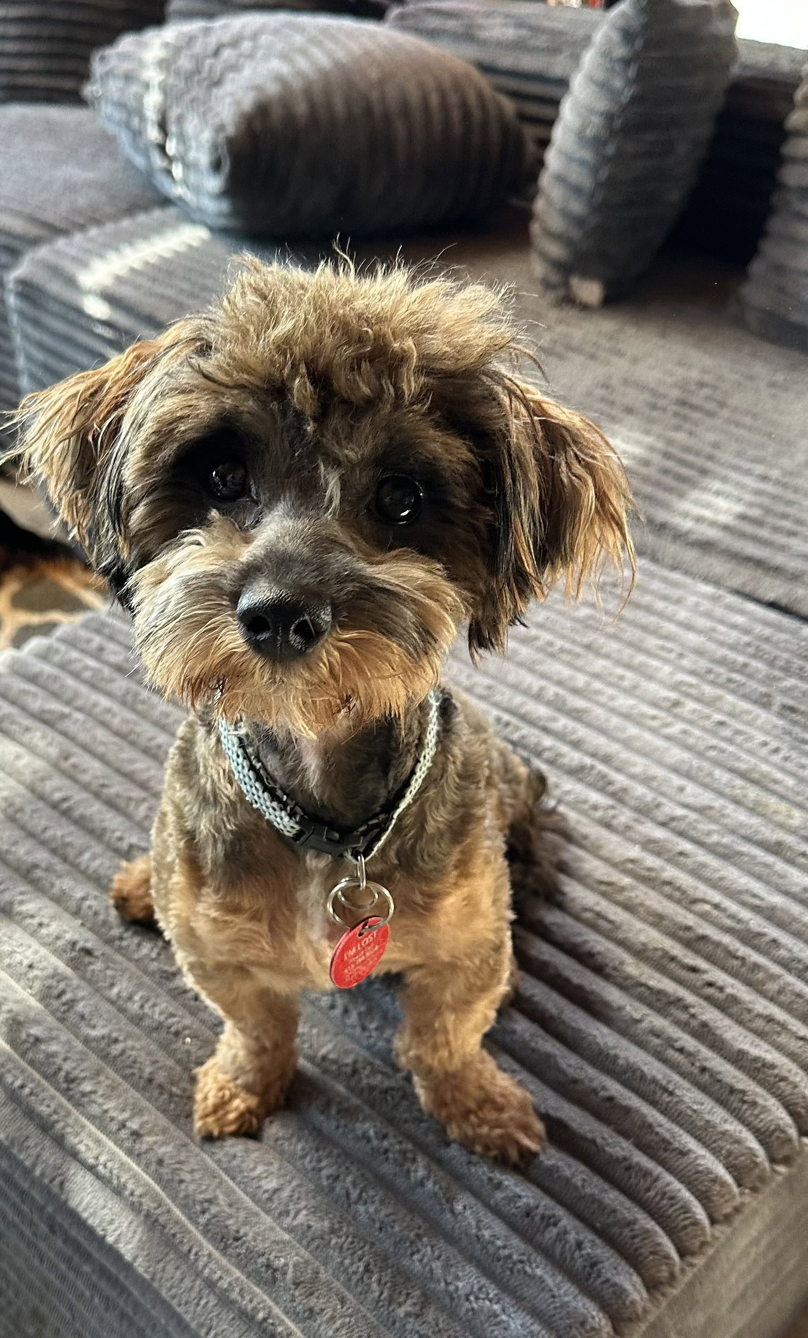 Choko (m), Yorkshire Terrier Yorkie