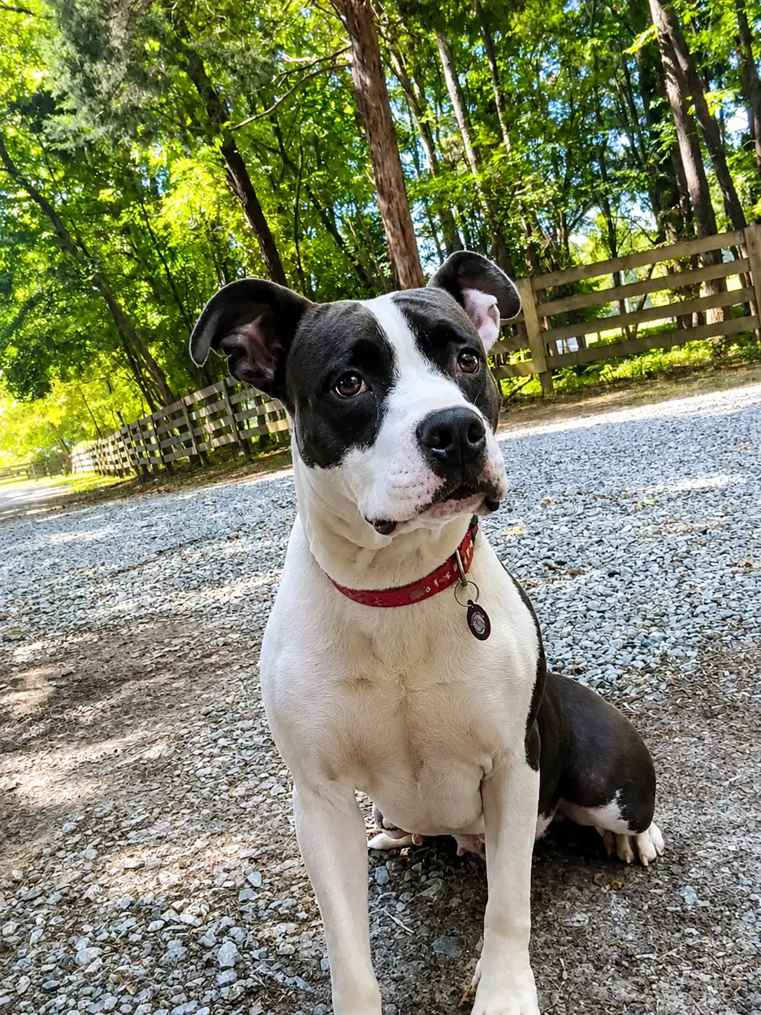 Lexus F - Pit Bull Terrier