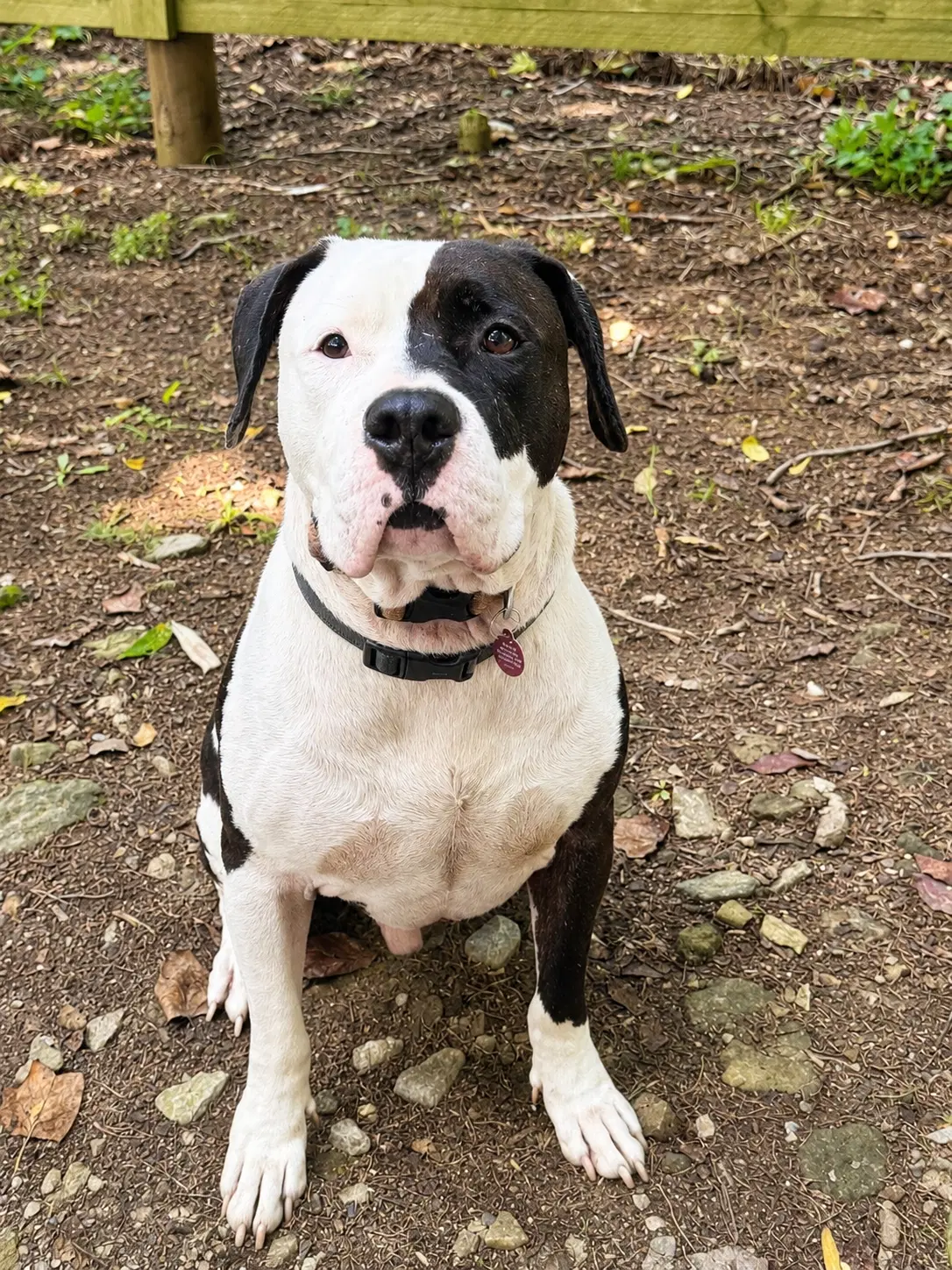 Dodge M - Pit Bull Terrier