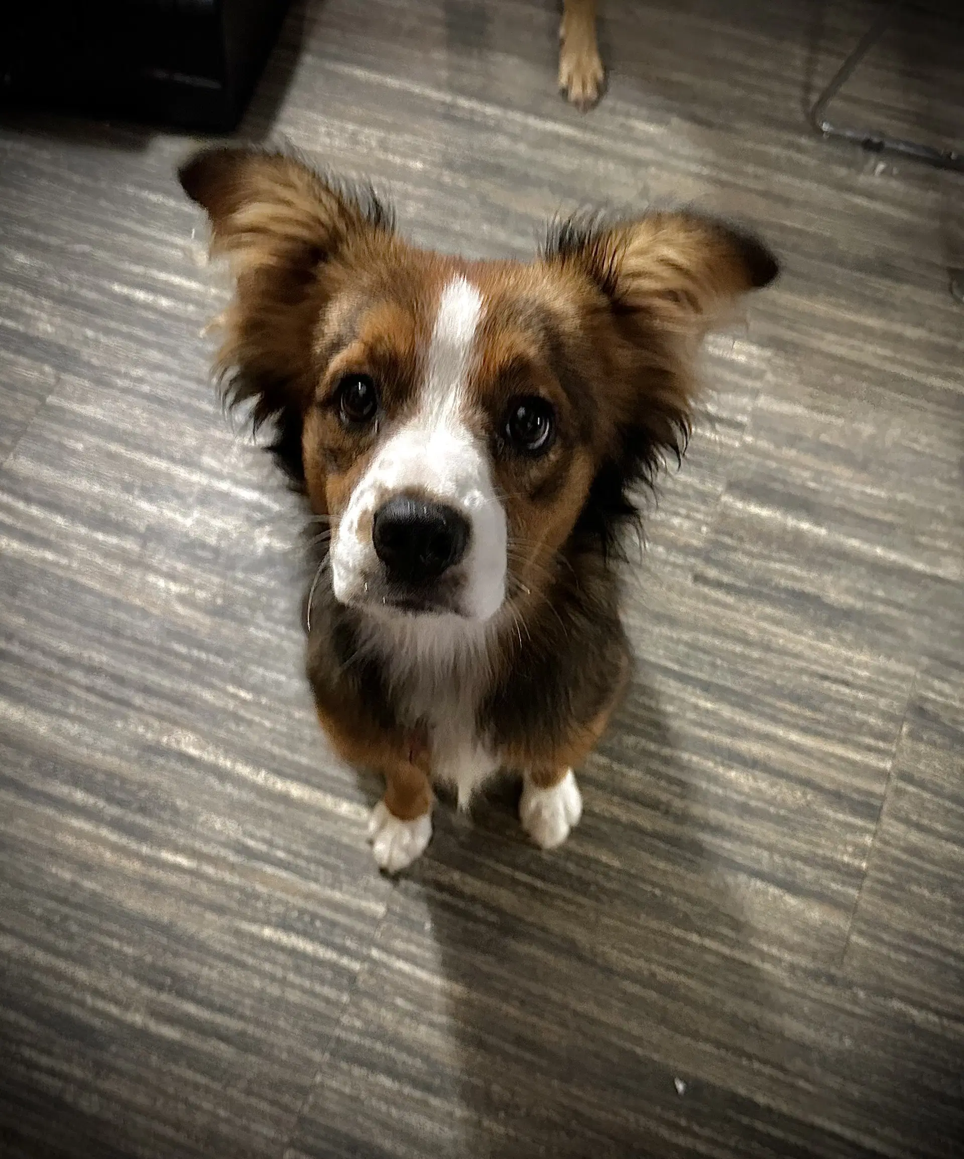 Gidget - Australian Shepherd