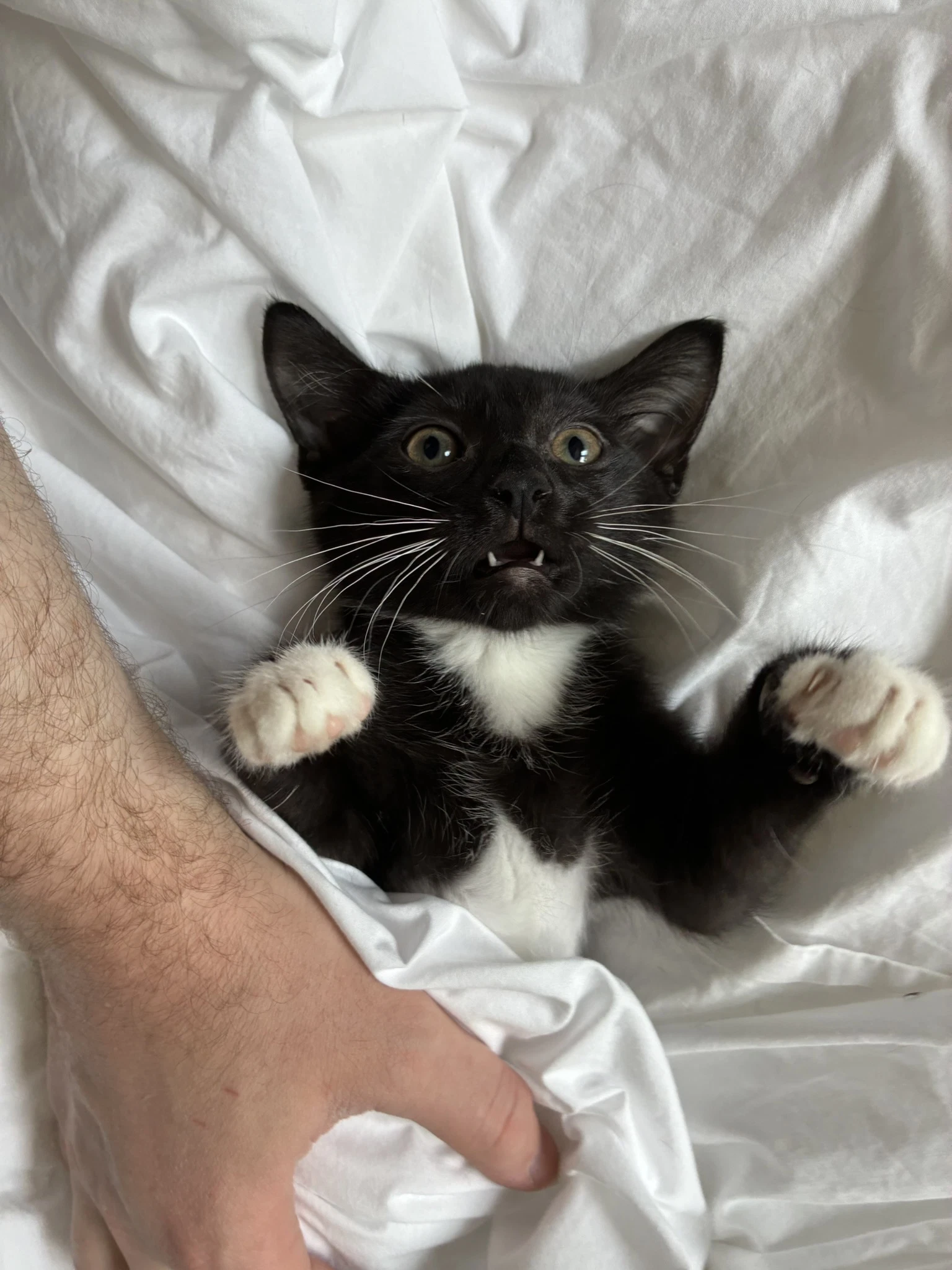 Georgie