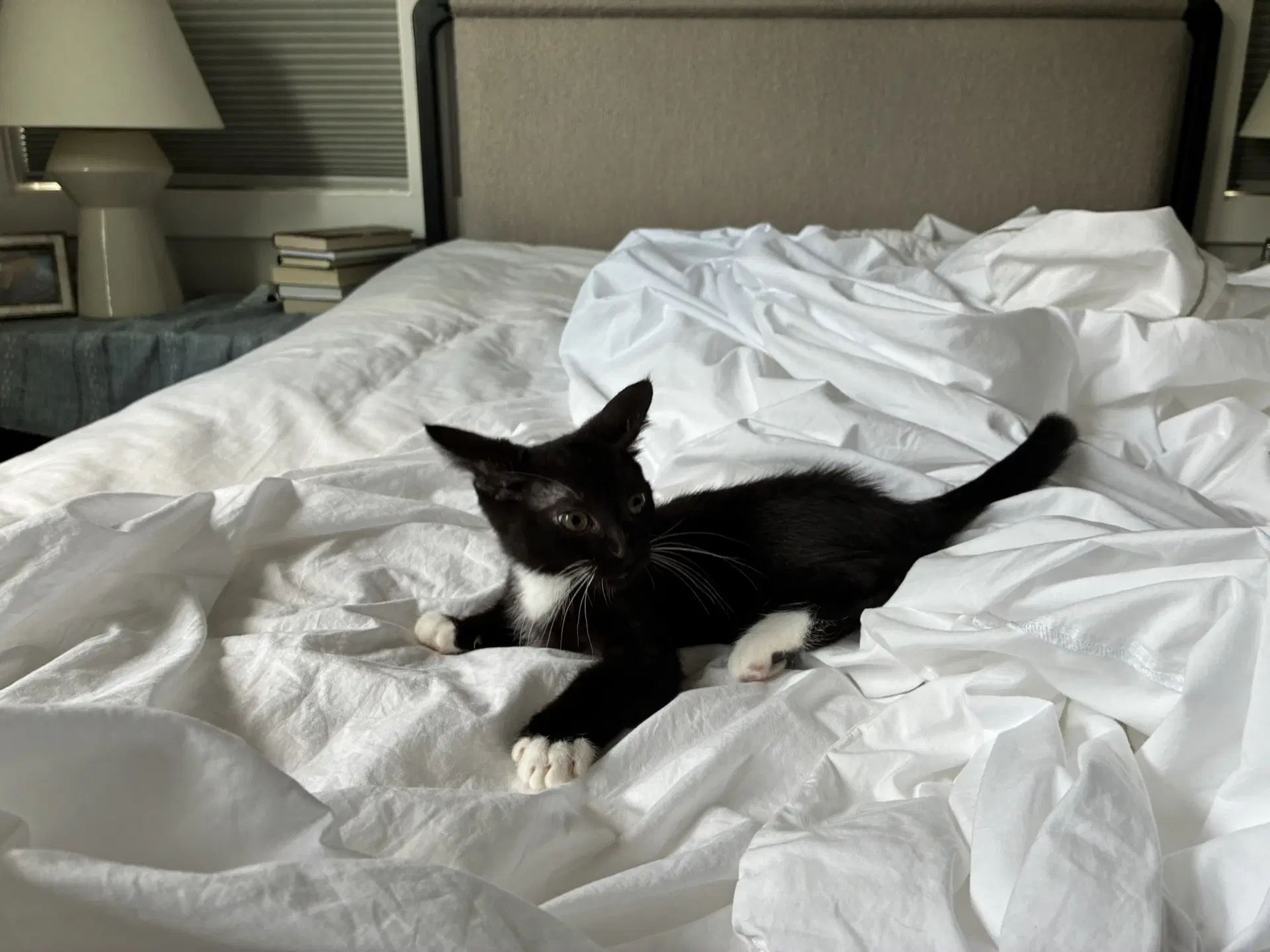 Georgie image 3