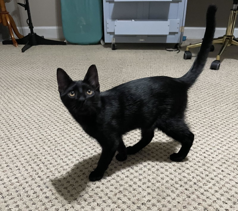 Rocky, photo 3