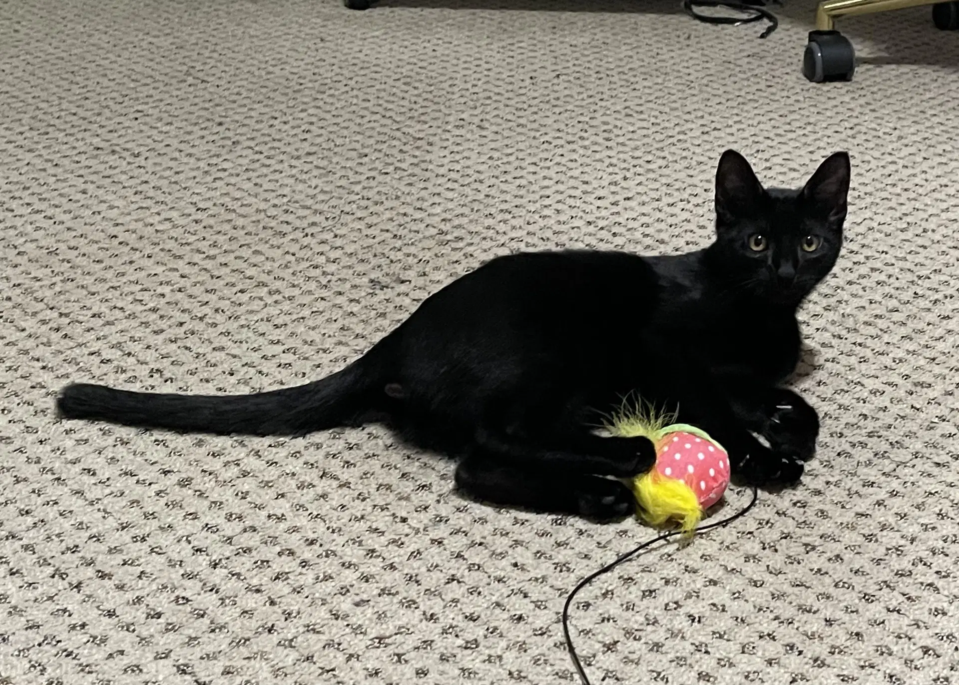 Rocky - Domestic Short Hair