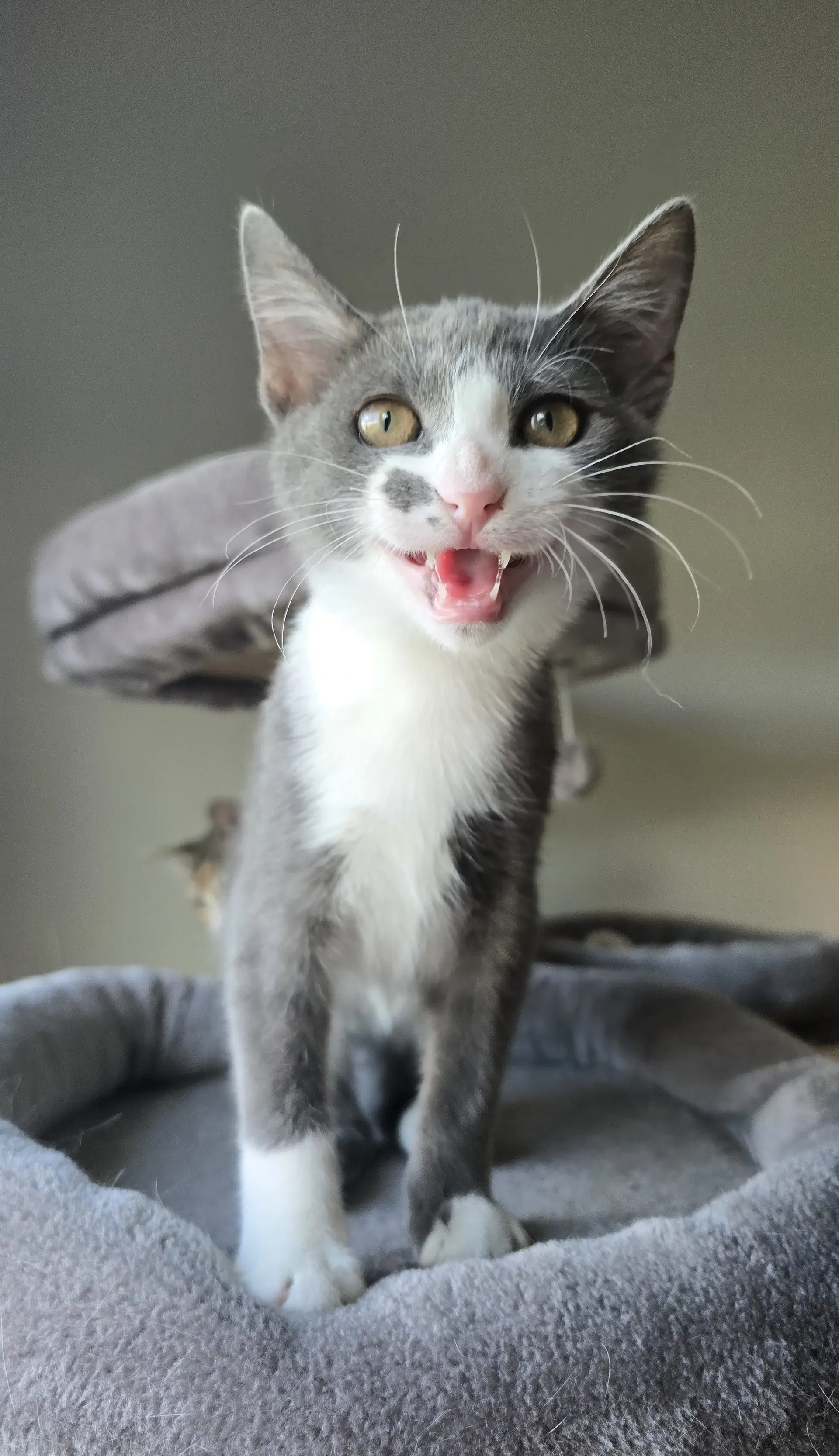 Crawford - Domestic Short Hair