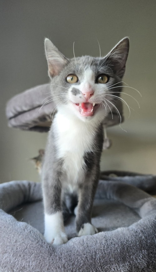 Crawford, a cat for adoption from Proverbs 12:10 Animal Rescue