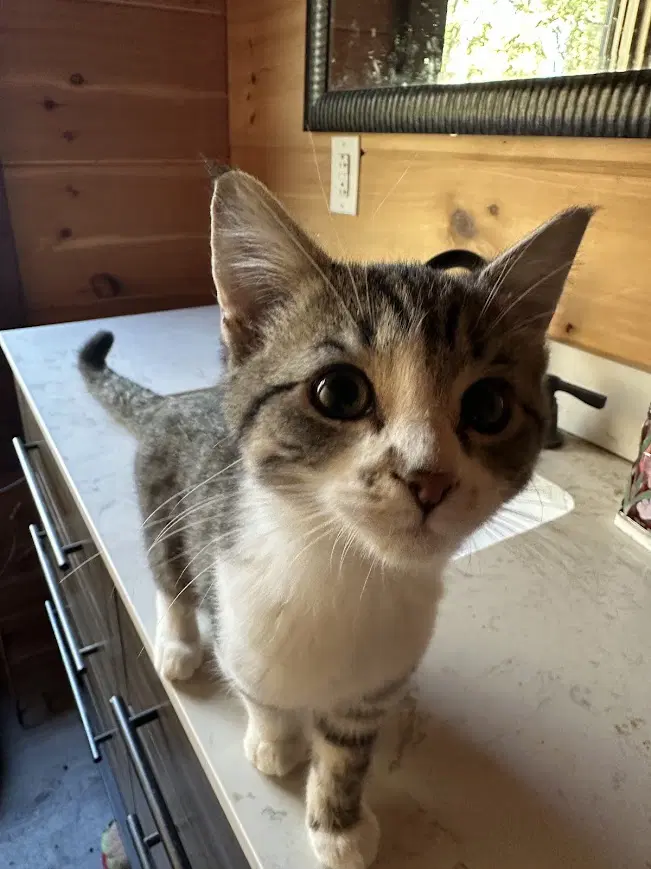 Markie - Domestic Short Hair