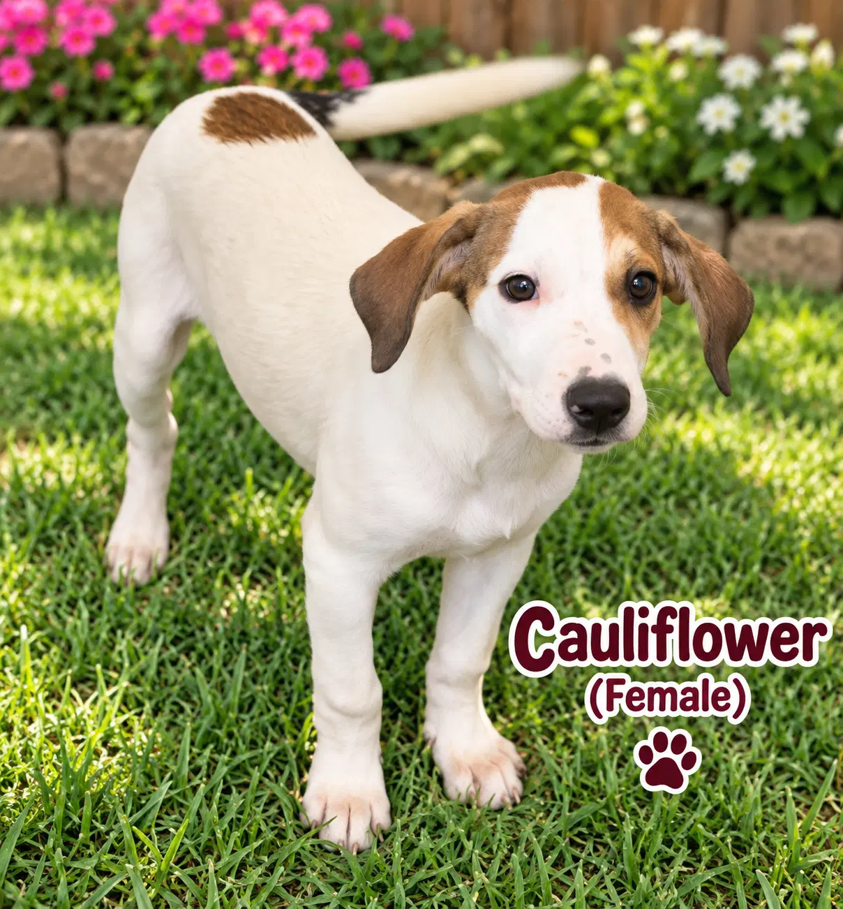 Cauliflower F - Hound