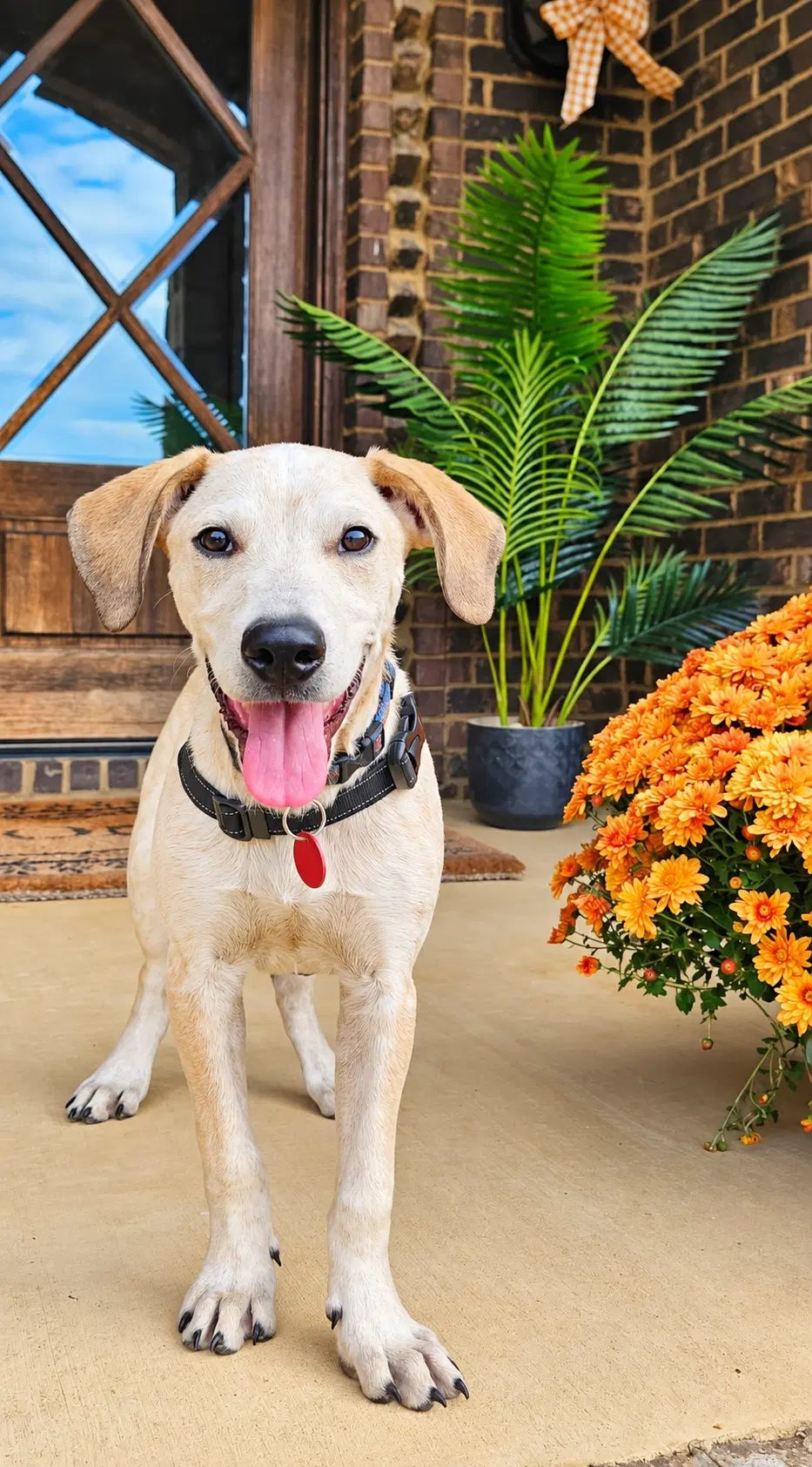 Pumpkin M - Hound