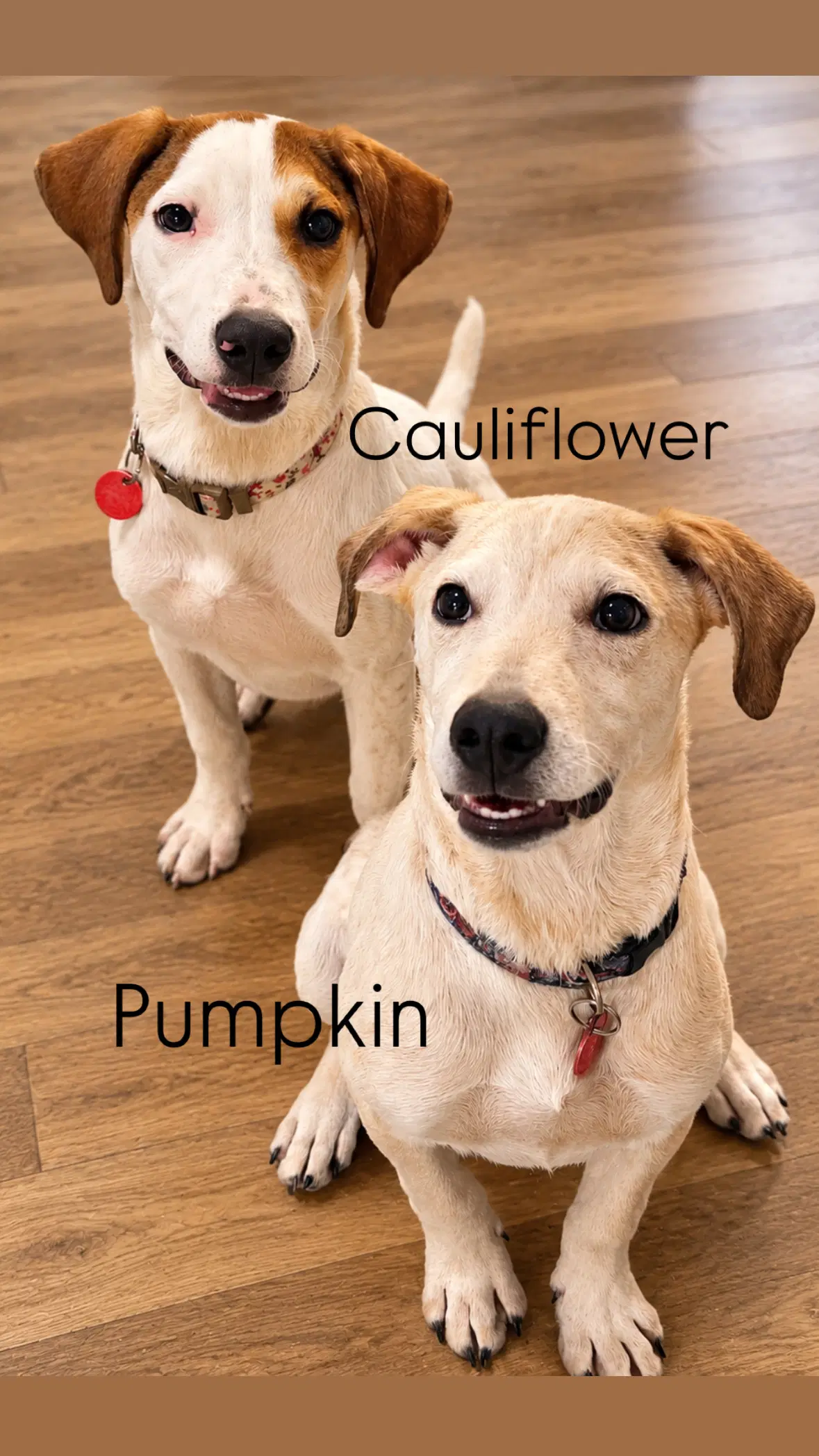 Pumpkin M image 2