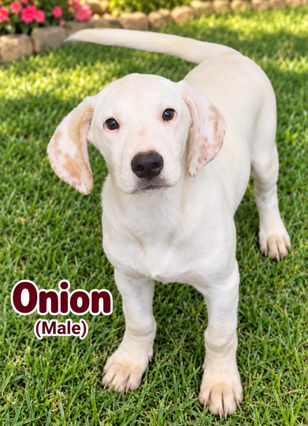Onion M image 3