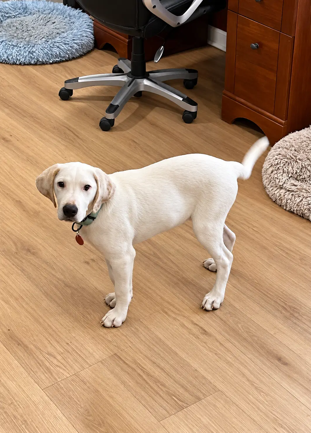 Onion M - Hound