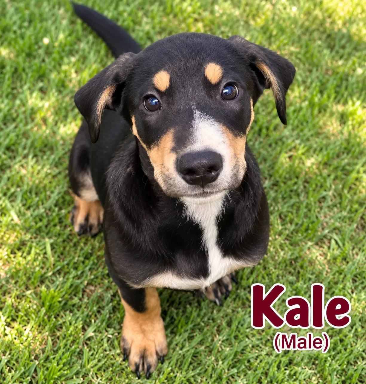 Kale M - Hound