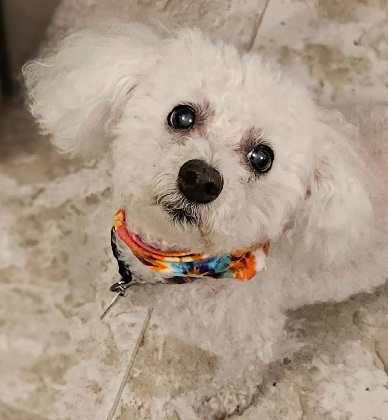 Sadie Mae image 2