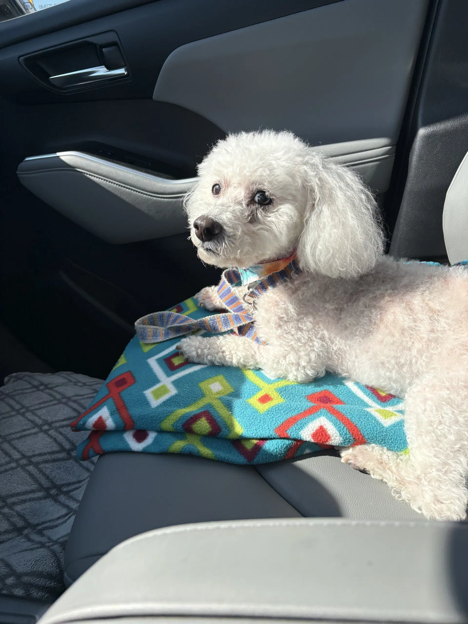 Sadie Mae image 3