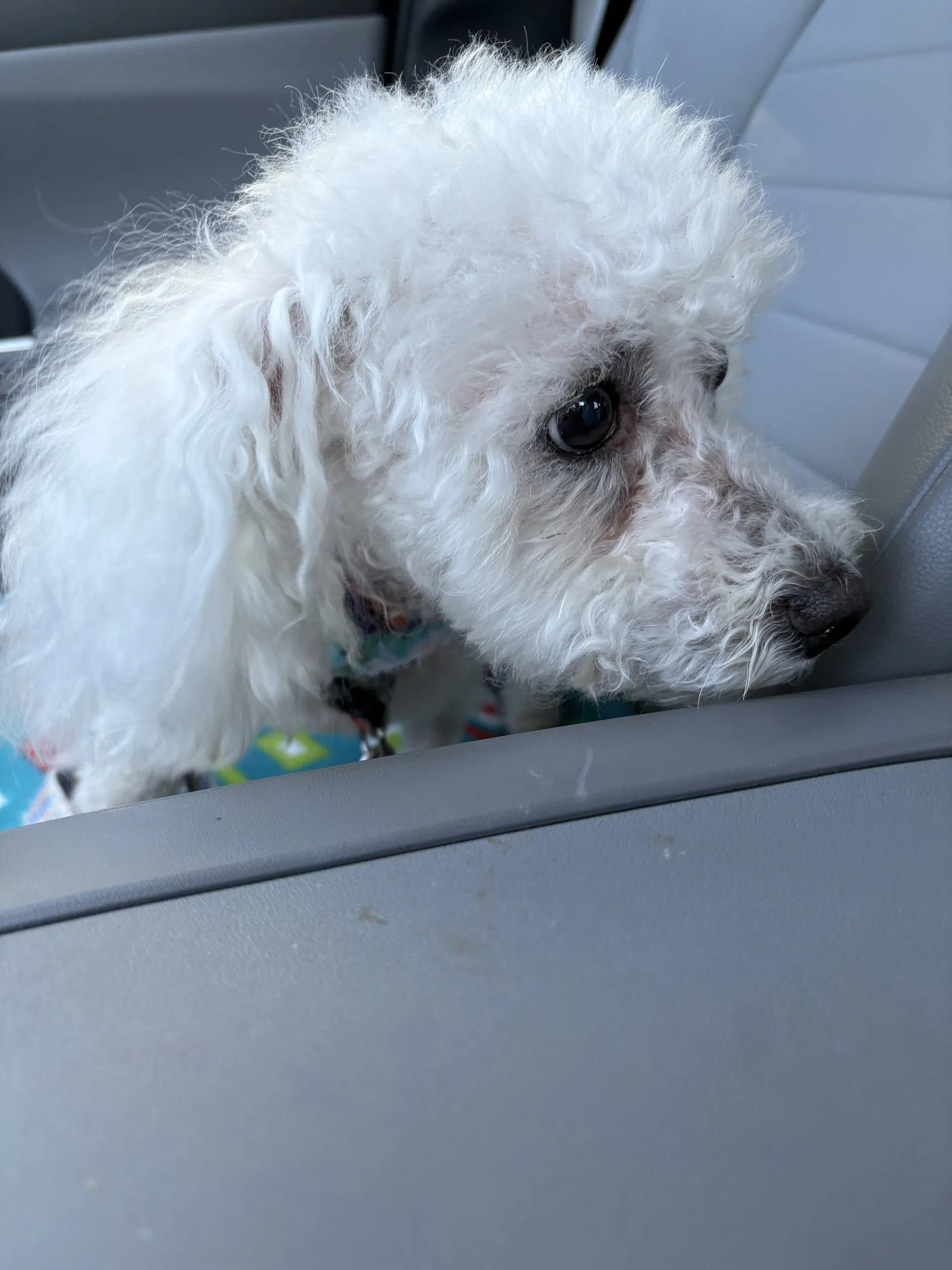 Sadie Mae image 4
