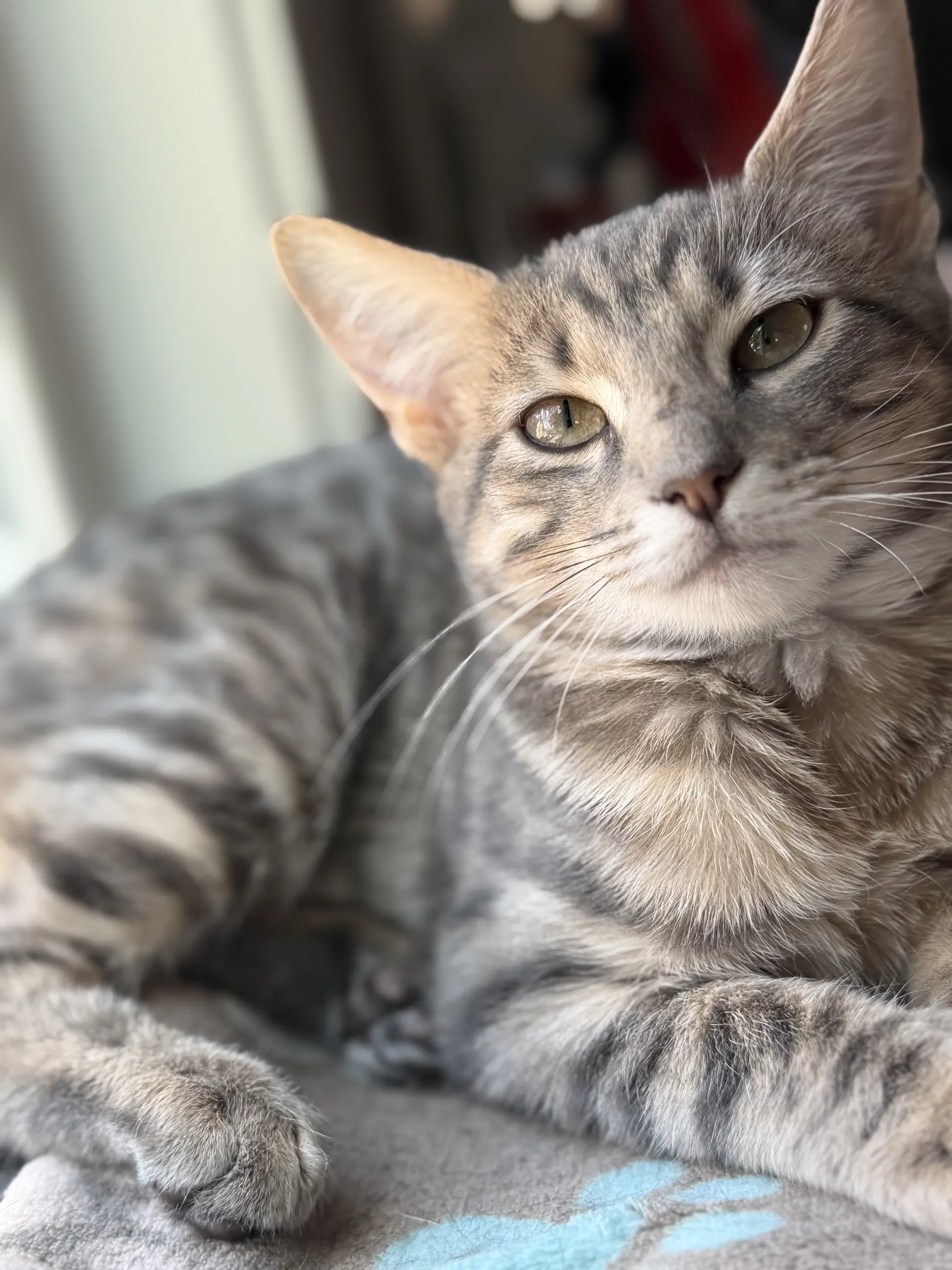 Sunny - Domestic Short Hair