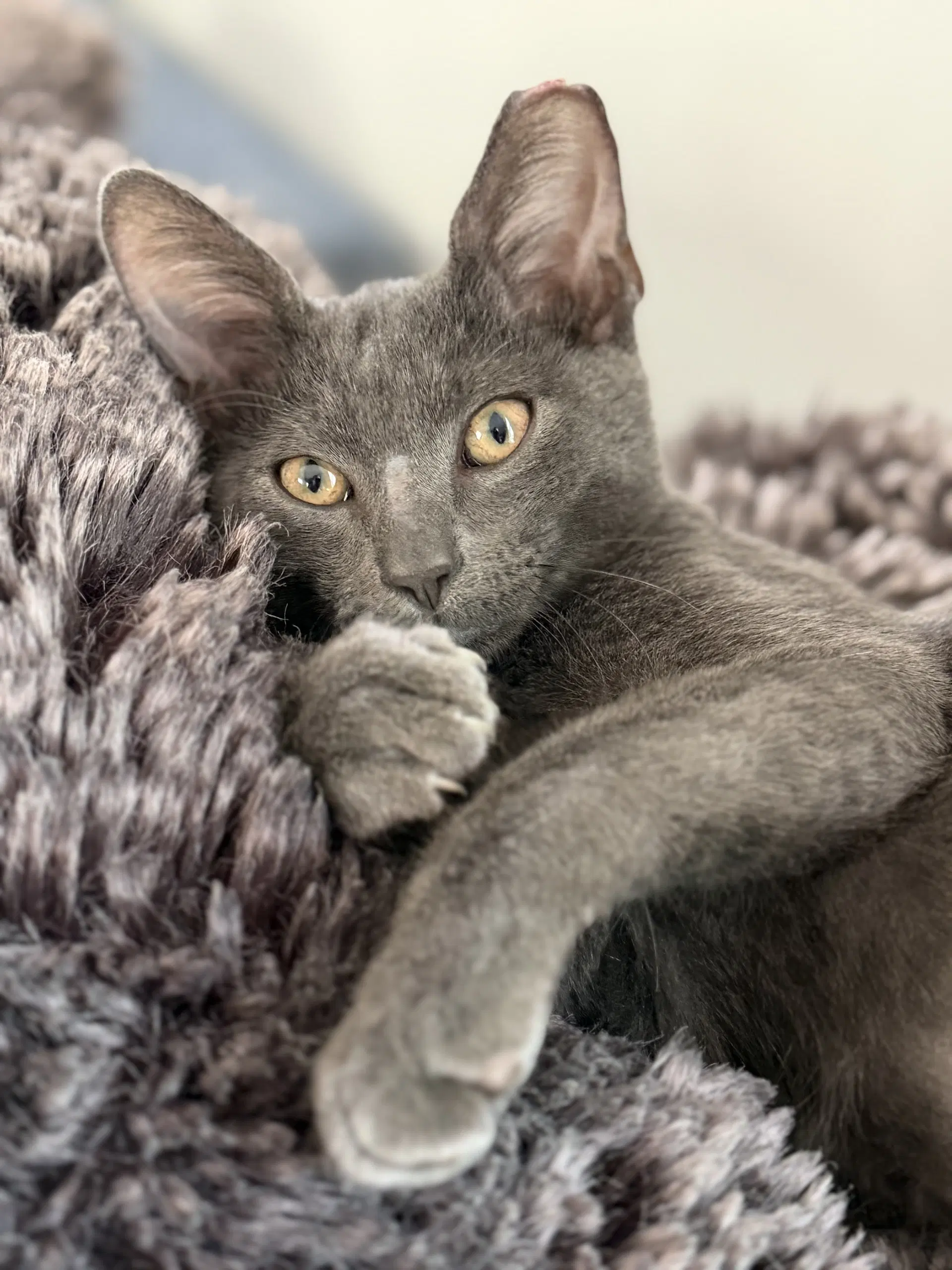 Greyson - Domestic Short Hair