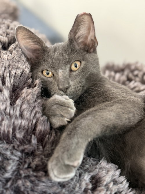 Greyson, a cat for adoption from Proverbs 12:10 Animal Rescue