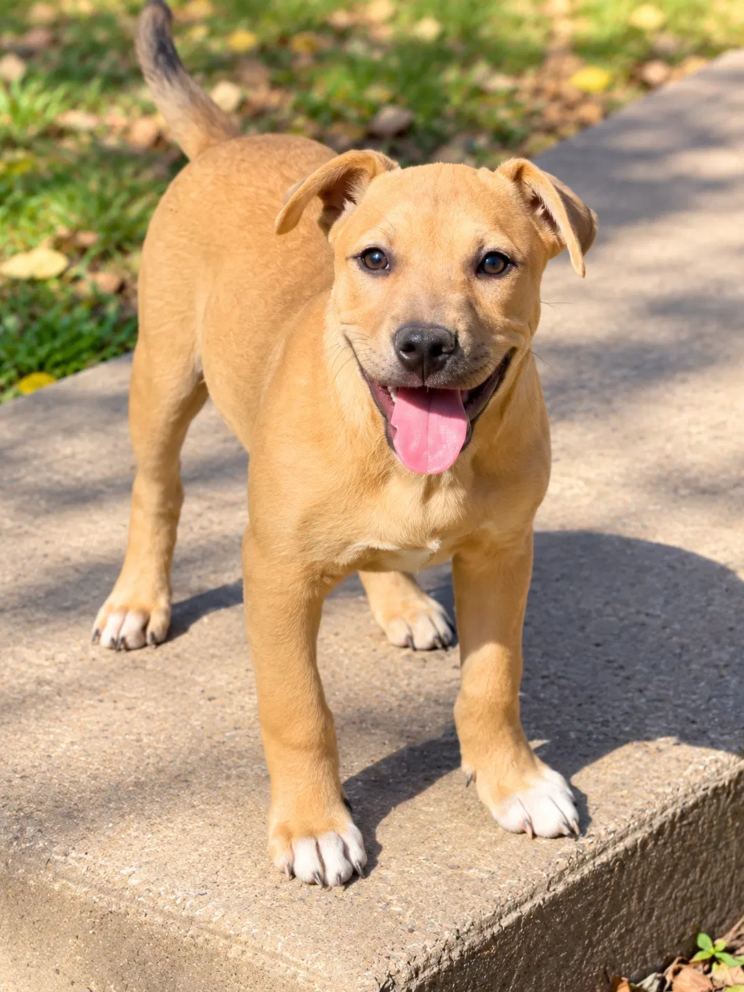 Percy Park - Pit Bull Terrier