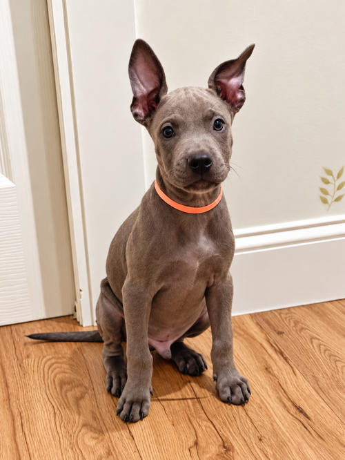 Edwin, a dog for adoption from Proverbs 12:10 Animal Rescue