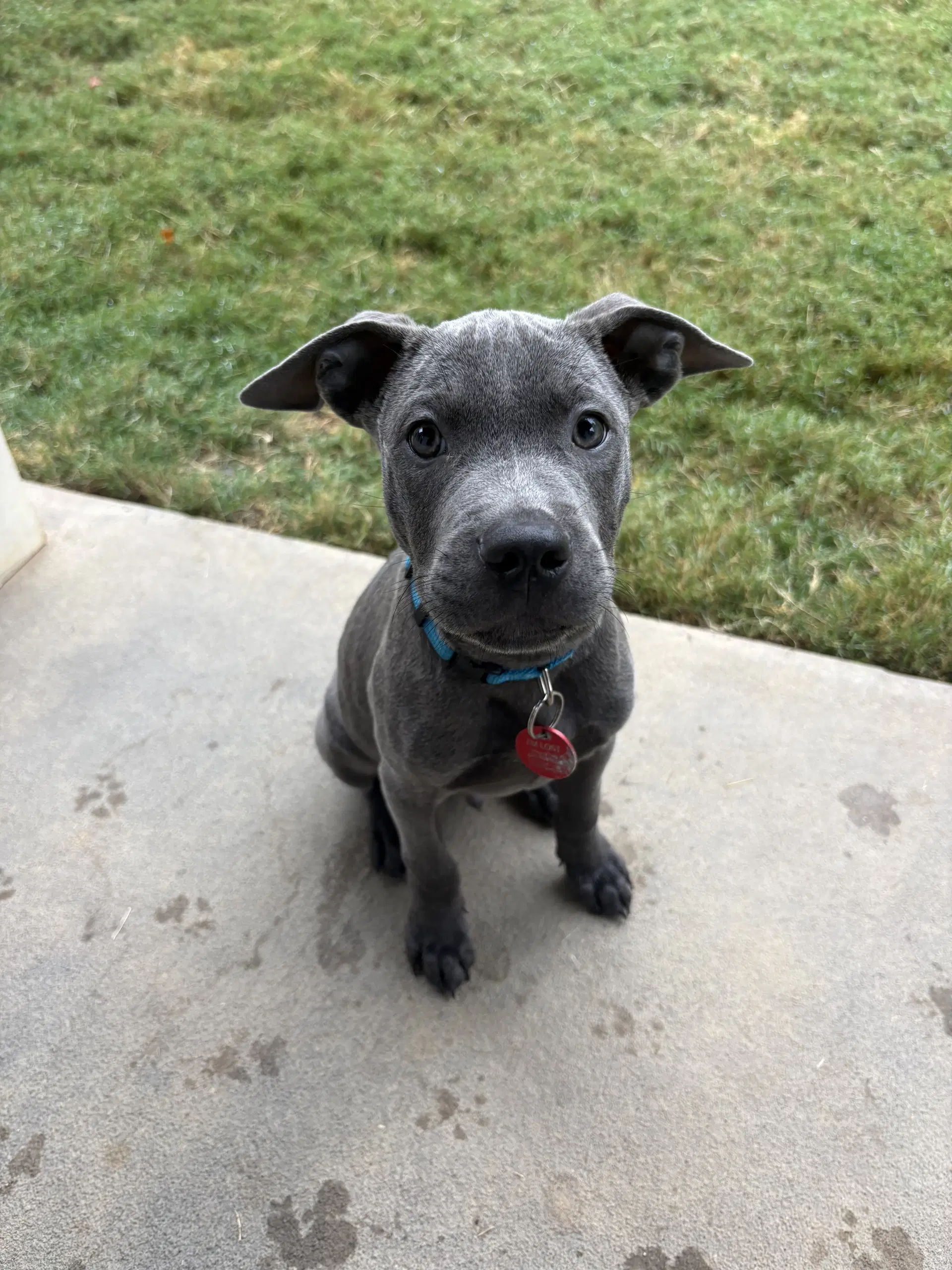 Edwin - Pit Bull Terrier
