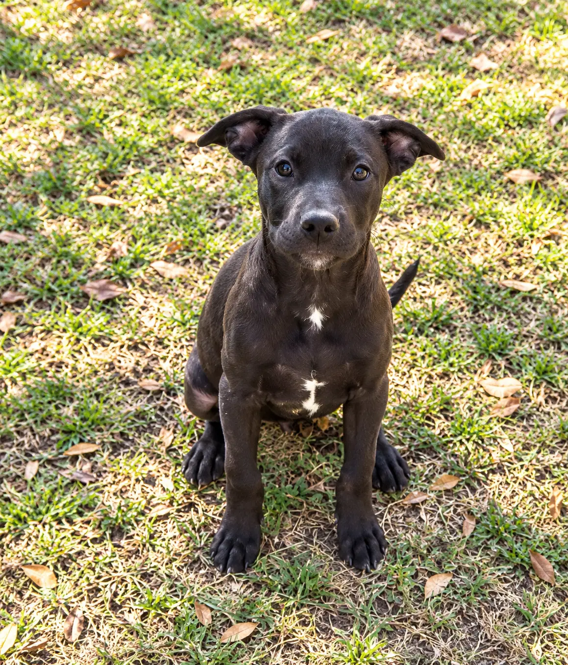 Shelby - Pit Bull Terrier