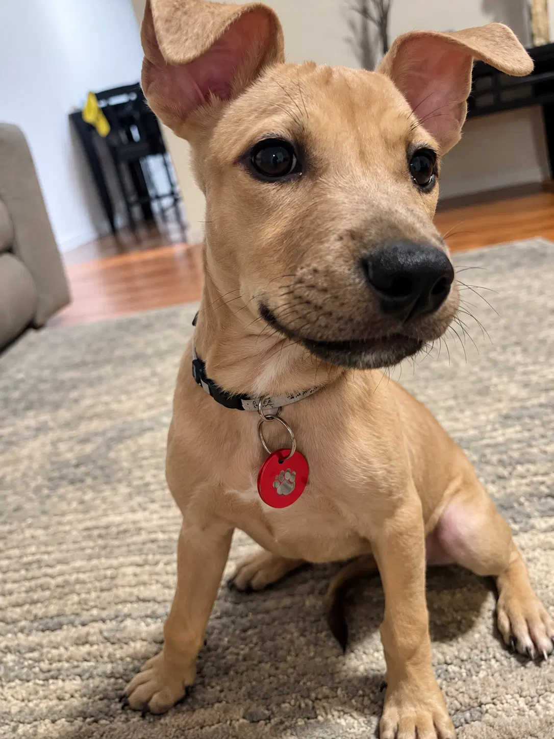 Brooke Meade F - Pit Bull Terrier