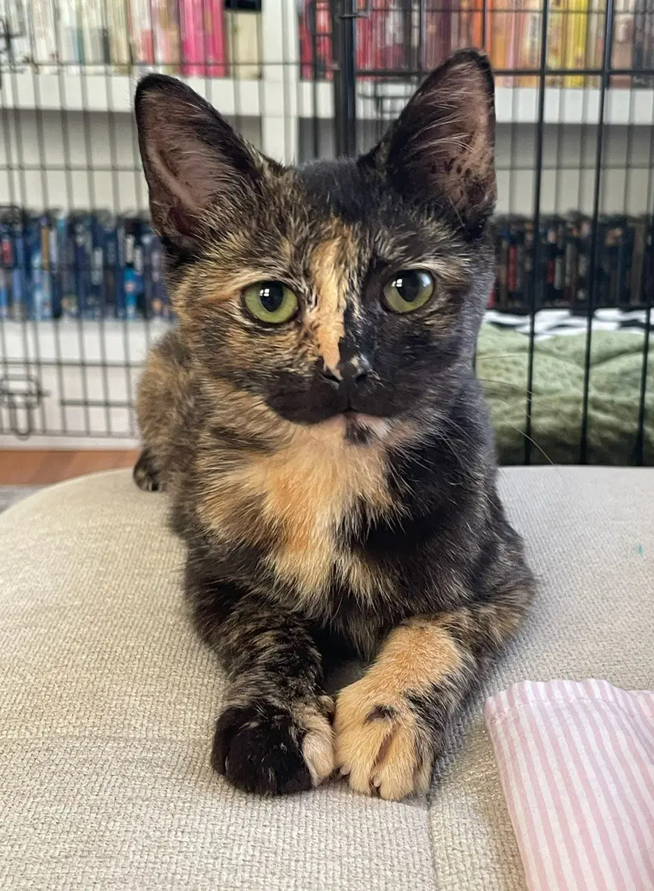 Cream - Domestic Short Hair