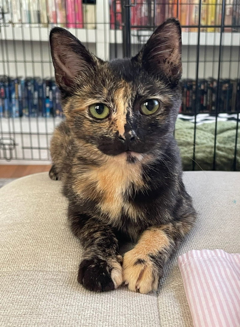 Cream, a female cat up for adoption