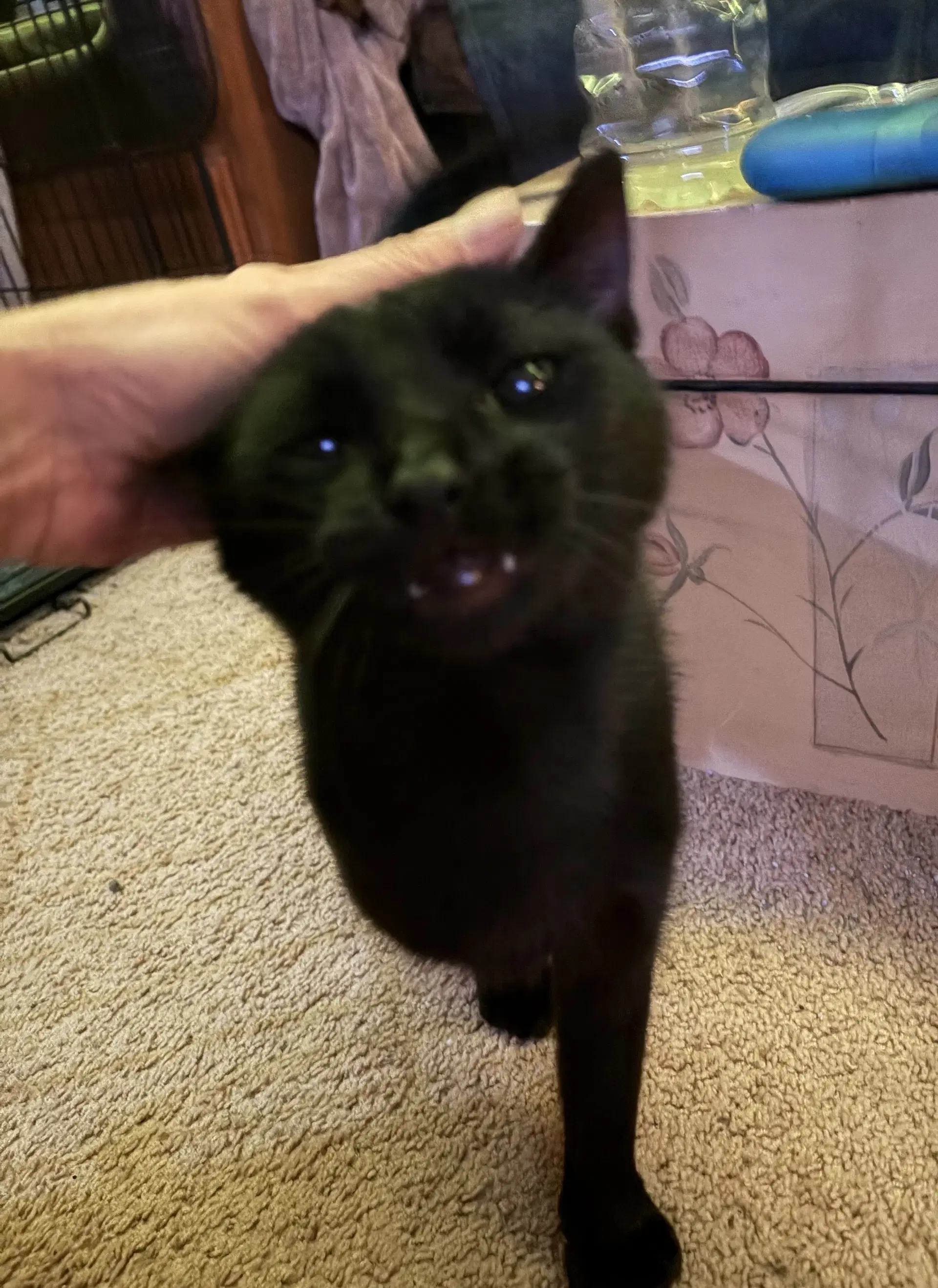 Jax image 2