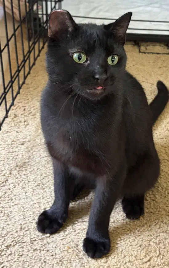 Jax - Domestic Short Hair