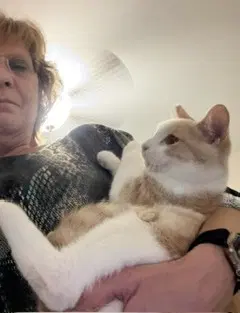 Mike - Domestic Short Hair