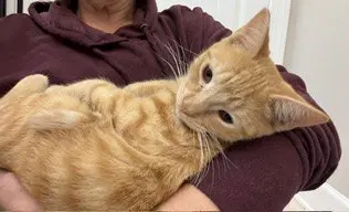 Orange Slice - Domestic Short Hair
