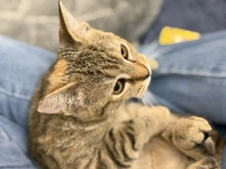 Matilda