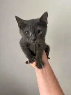 Alvin - Russian Blue