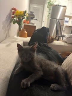 Alvin, photo 5