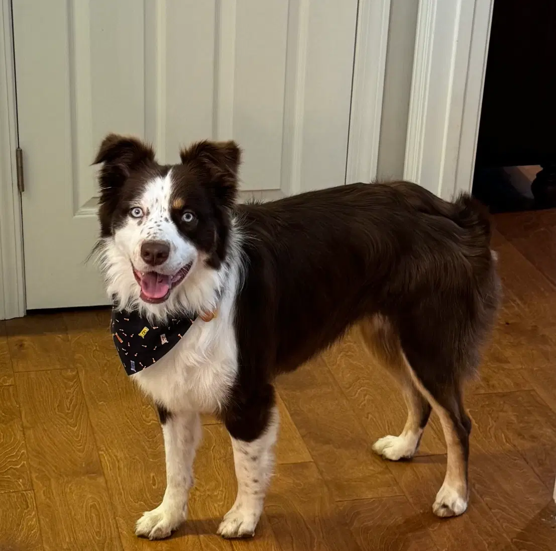 Sydney F - Australian Shepherd
