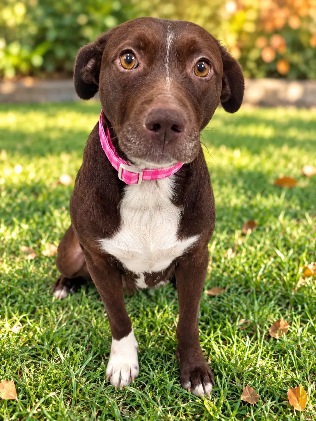 Coco - Labrador Retriever