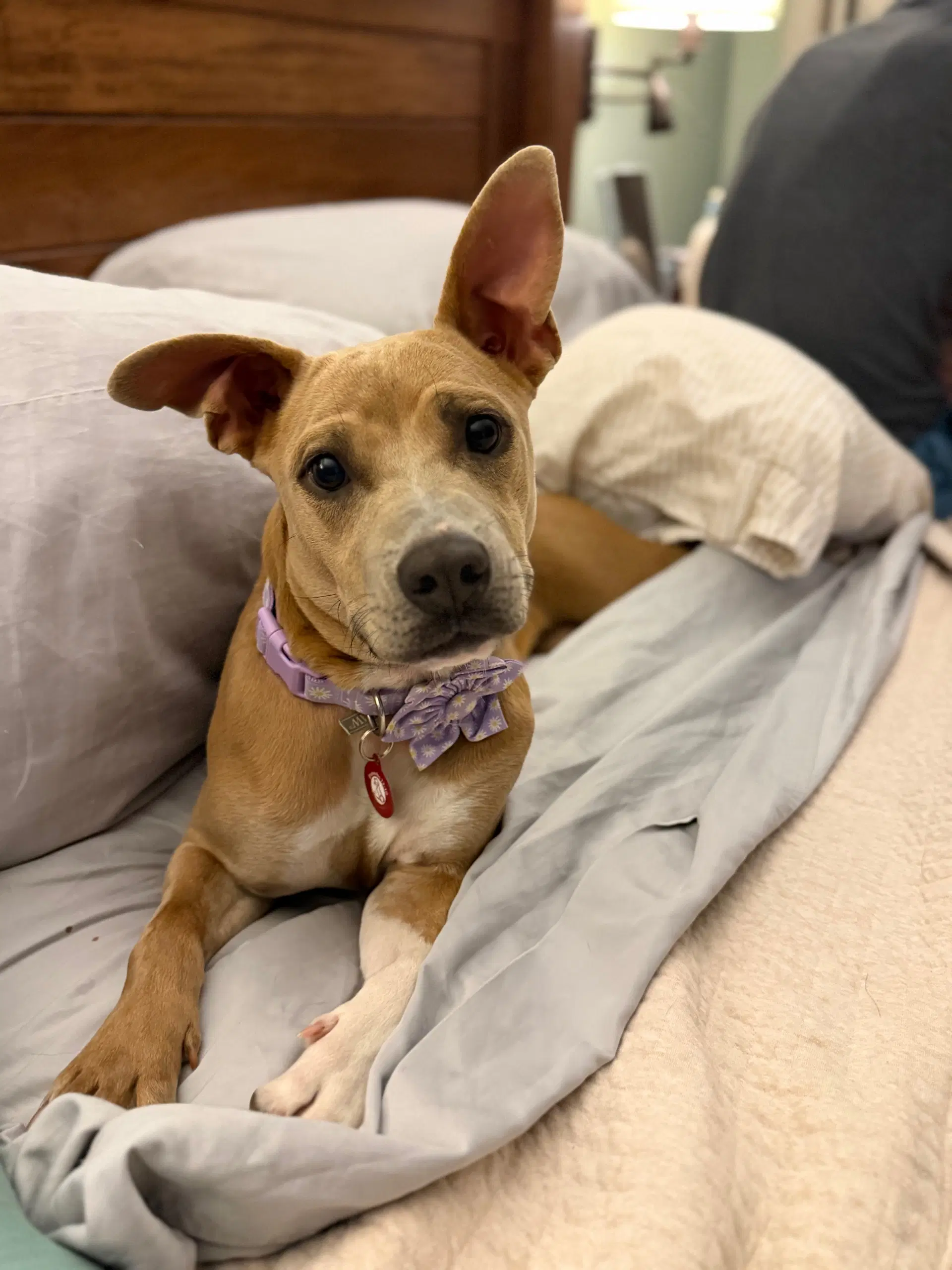 Pluto F - Pit Bull Terrier