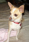Chachi