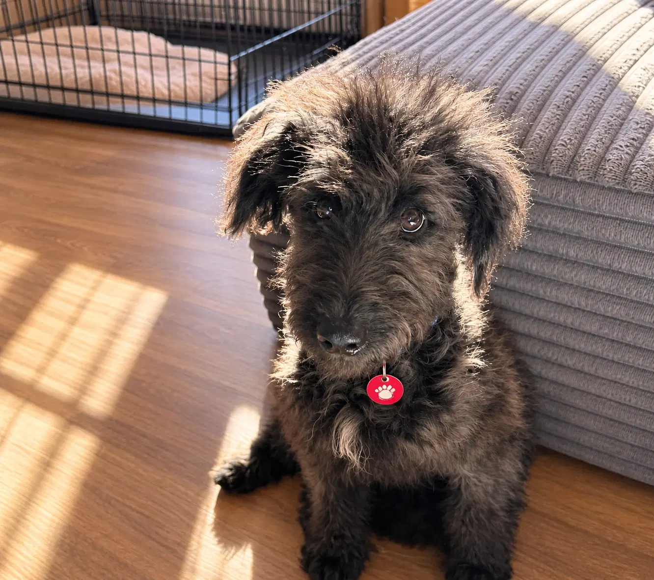 Lady - Australian Shepherd