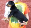 Gunther