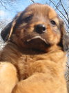 Beethoven