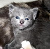 Cheshire AH