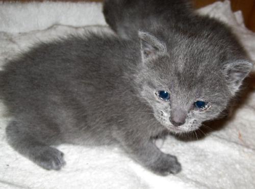 Cheshire AH